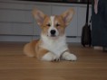 /album/bessi-urban-corgis-nar-25-12-2013-/dscn1974-jpg/