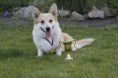 /album/alfa-alfa-urban-corgis-nar-1-11-2012-/img-5633-jpg1/