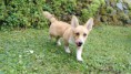 /album/didi-diana-lady-urban-corgis-nar-20-3-2016/img-20160717-150753-jpg/