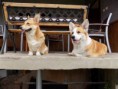/album/kaly-cassie-urban-corgis-nar-7-3-2015/img-021-27-7-16-jpg/