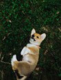 /album/corgi-cedar-urban-corgis-nar-7-3-2015/image1-jpeg/