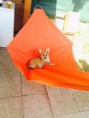 /album/corgi-cedar-urban-corgis-nar-7-3-2015/image2-jpeg/