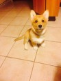 /album/corgi-cedar-urban-corgis-nar-7-3-2015/image5-jpeg/