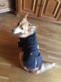 /album/corgi-cedar-urban-corgis-nar-7-3-2015/image8-jpeg/