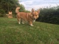 /album/corgi-cedar-urban-corgis-nar-7-3-2015/image9-jpeg/