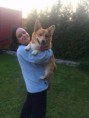 /album/corgi-cedar-urban-corgis-nar-7-3-2015/image13-jpeg/