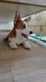 /album/dom-corgi-iam-here-hana-12-07-2017/a23314292-1905115826171814-1532386102-o-jpg1/