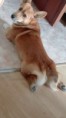/album/dany-urban-corgis-nar-20-03-2016/img-20170618-181722-jpg/