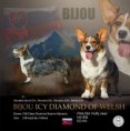 /album/biju-icy-diamond-of-welsh/biju-jpg/