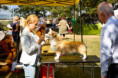 /album/epeiros-cup-2023-fotografie-zo-specialnej-vystavy-corgi/img-1103-jpg1/
