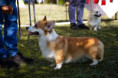 /album/epeiros-cup-2023-fotografie-zo-specialnej-vystavy-corgi/img-0751-jpg1/