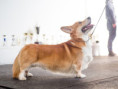 /album/baron-baron-urban-corgis-nar-25-12-2013-/baron-jpg2/